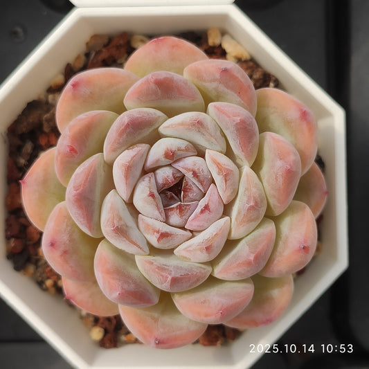 WWA304 モンロー Hyb (7cm pot)