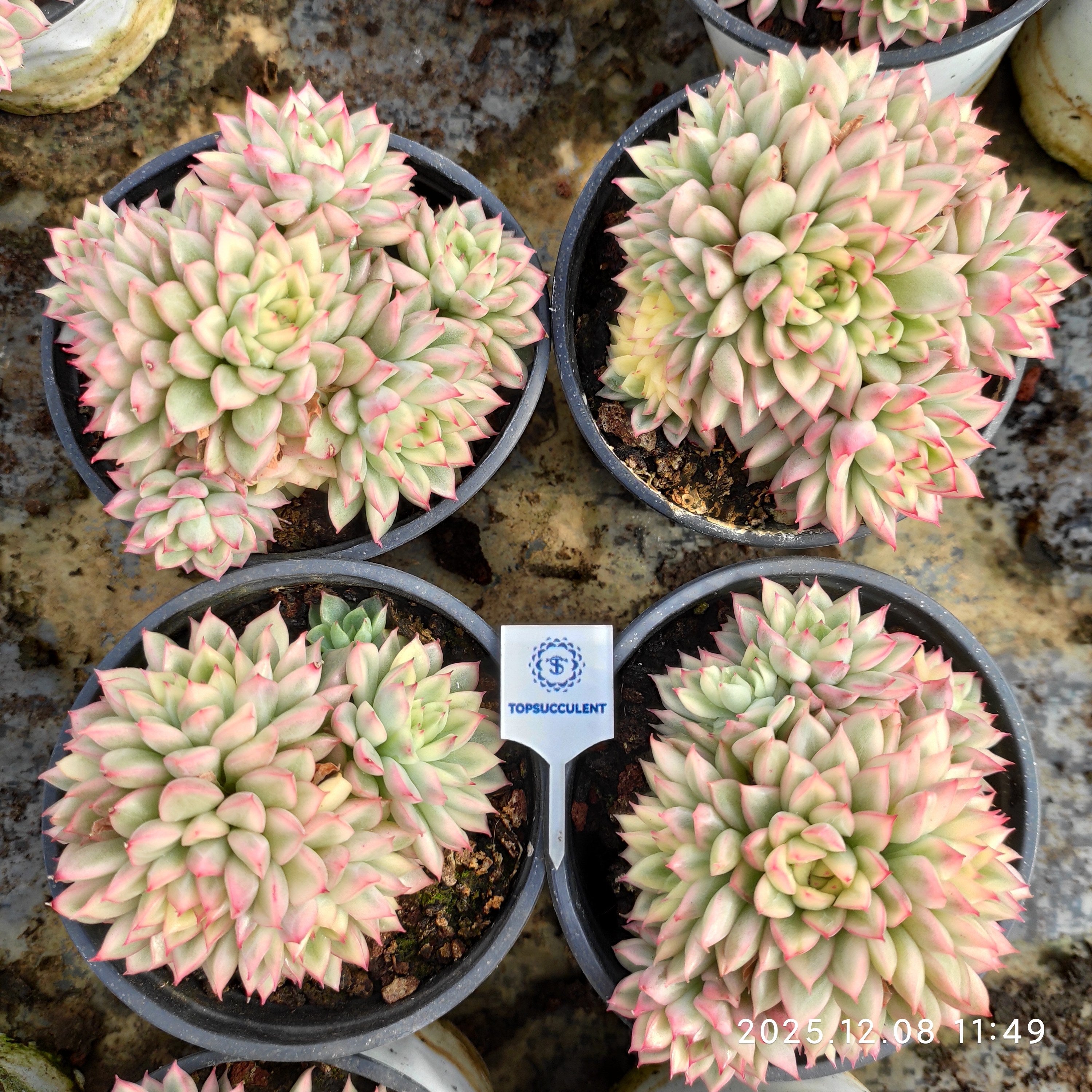 エケベリア（抜き苗）群生一覧 – Top Succulent®