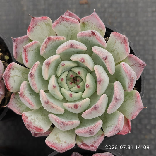 MMT713 沙羅姫牡丹 (5.5cm pot)