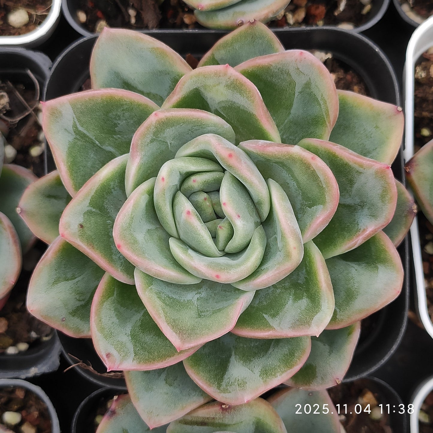 22274 オリジナル　ブルー　サープライズ x シャンペイン（7cm pot）