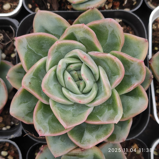 22274 オリジナル　ブルー　サープライズ x シャンペイン（7cm pot）