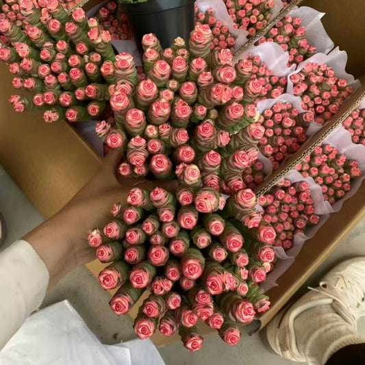 25924 パーフォーラッター薬錦