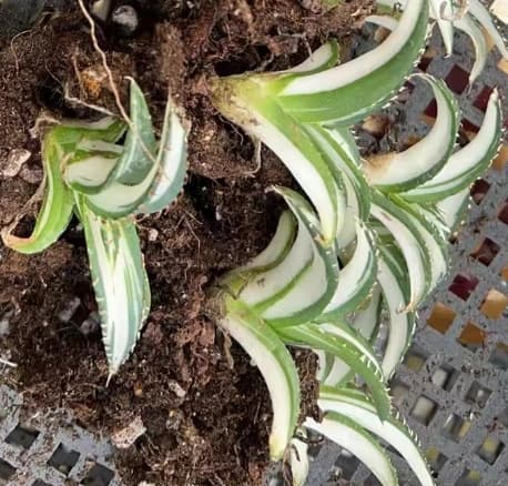 MH303 宝珠中斑錦（5cm pot）