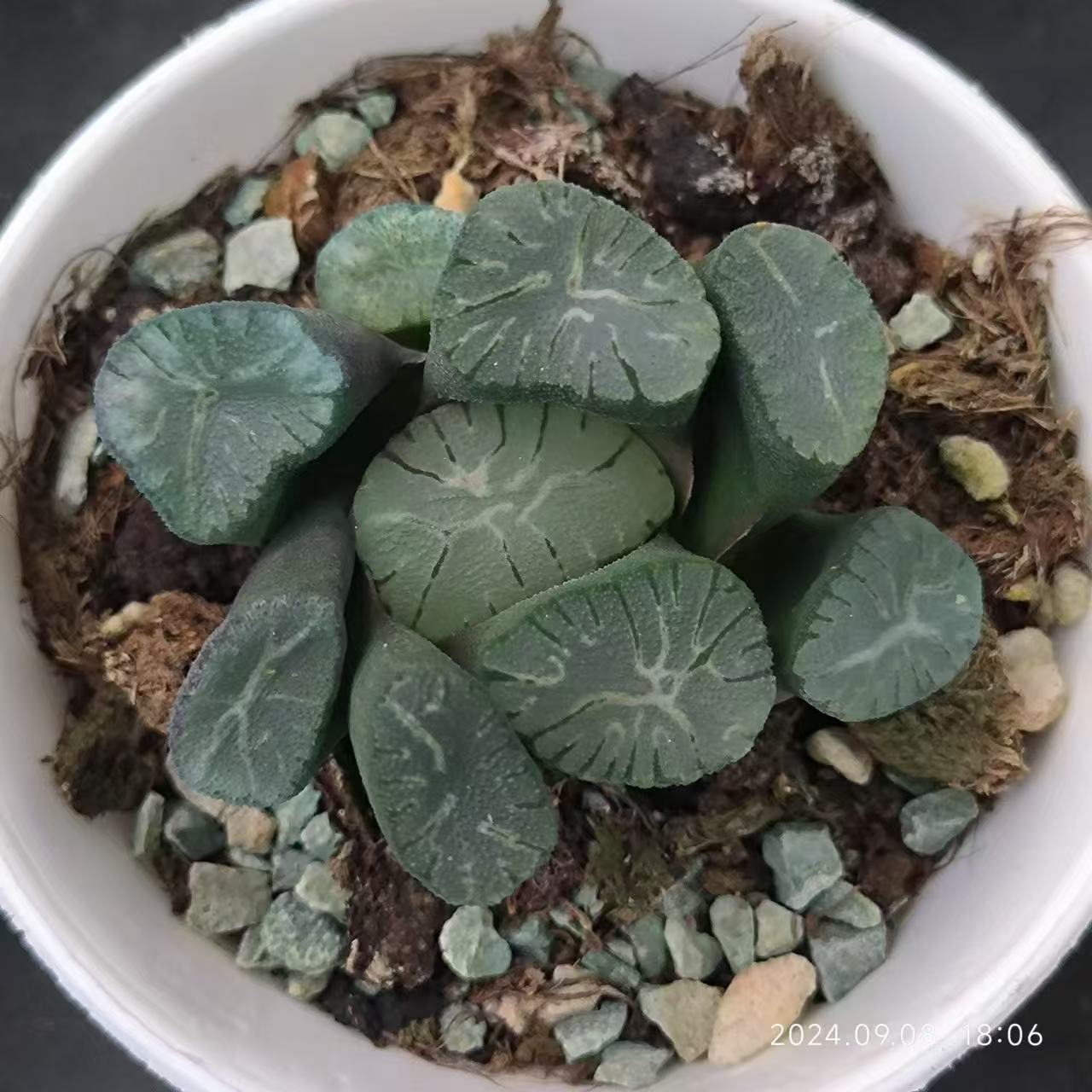 13205 ハオルチア 火炎竜