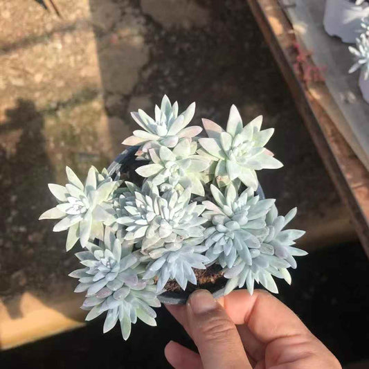 262741 ホワイトグリーニ