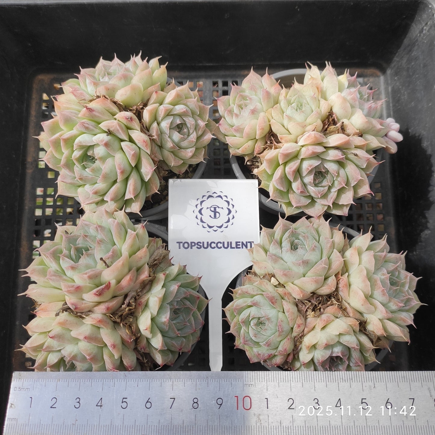 22509  パンドラ（9cm pot）