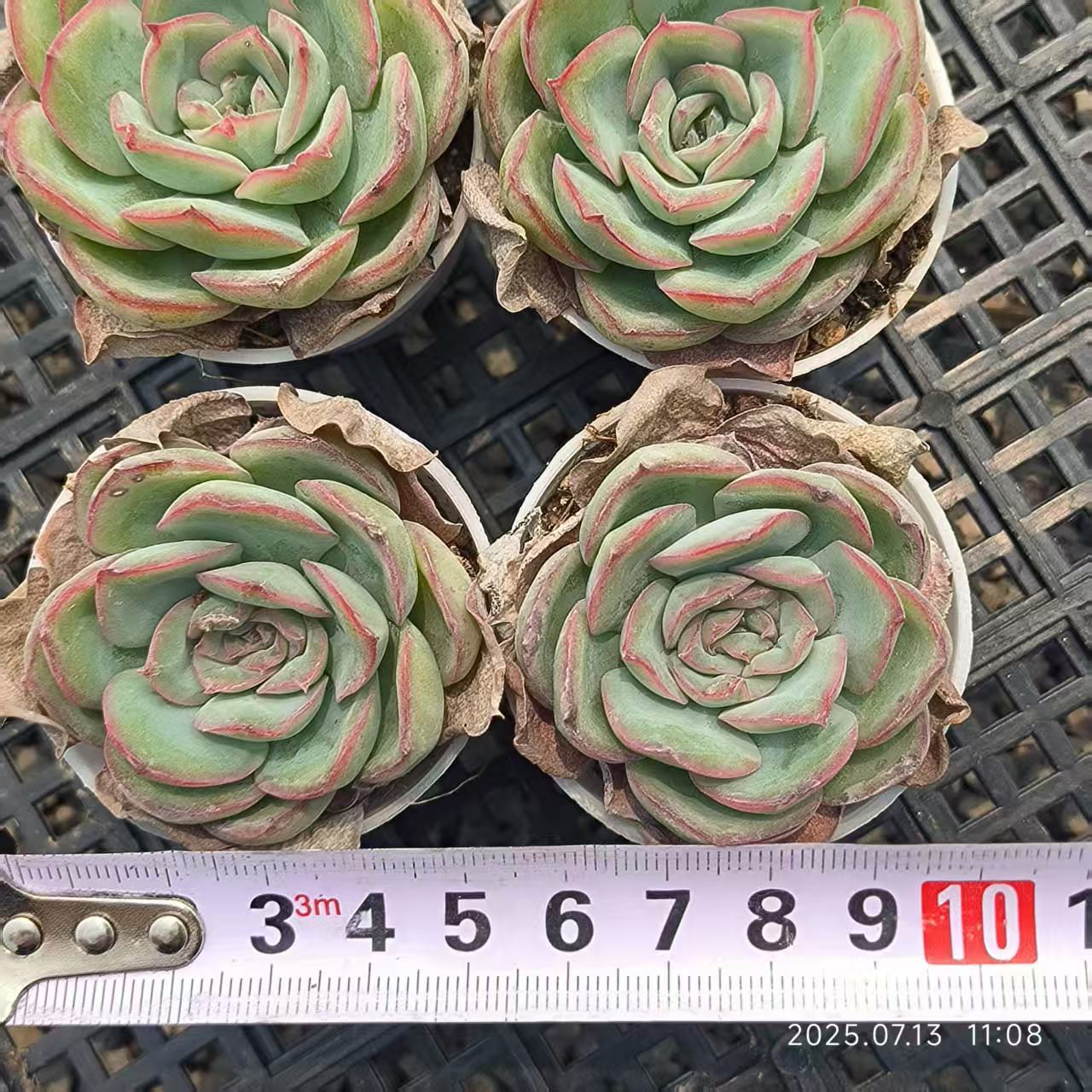 FFH330 モーニングデュー（6.5cm pot）