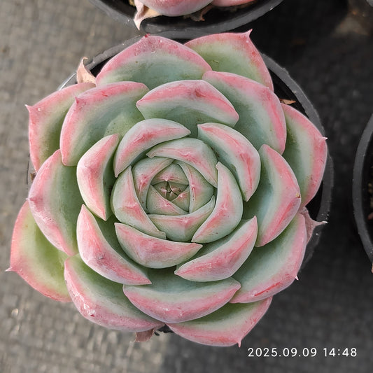 MMT803 シルエット （5.5cm pot）