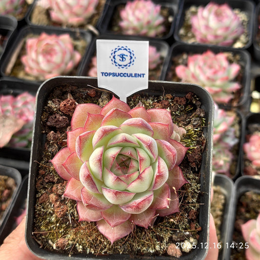 22178 バイオレットクイーン（7cm pot）