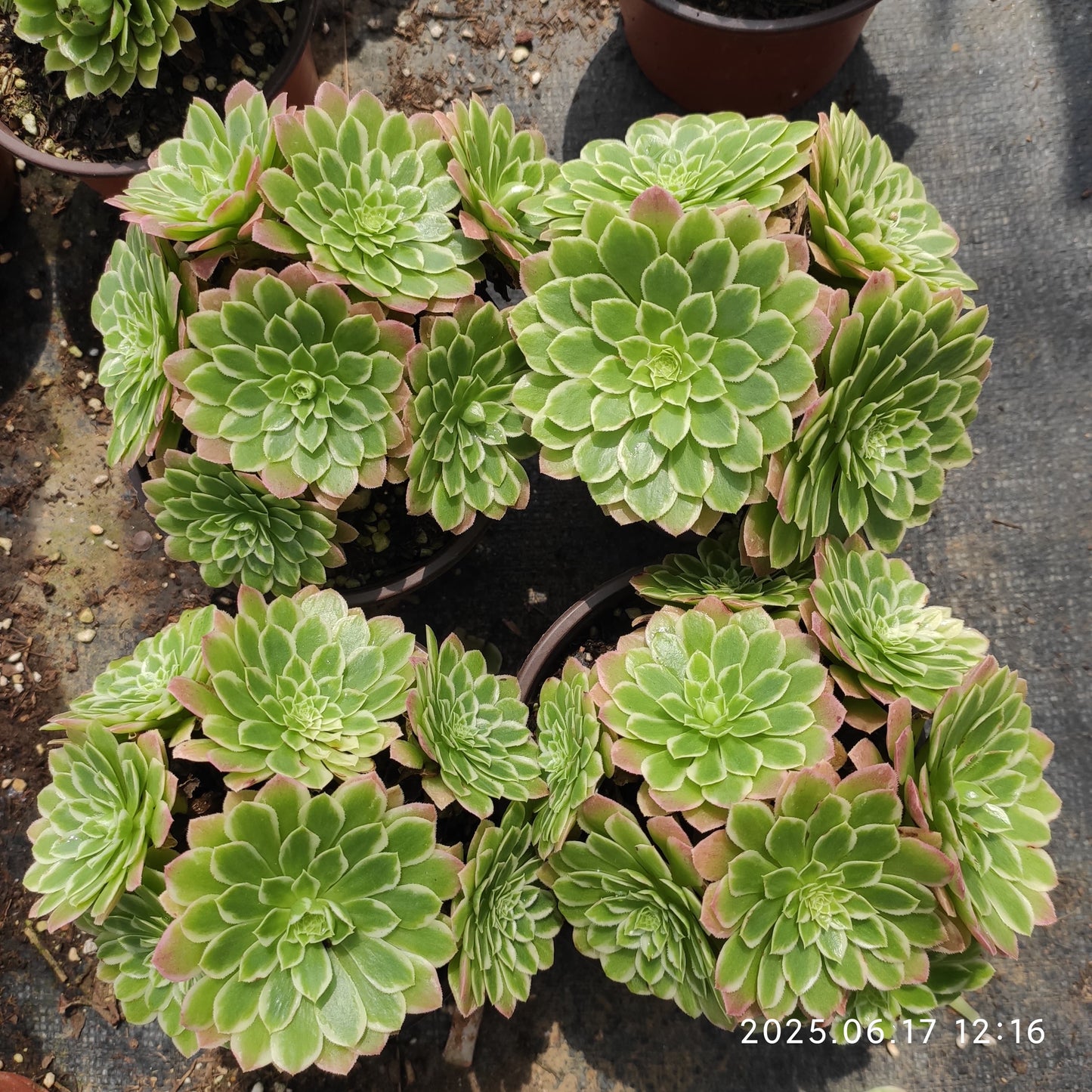GDX009 アイス（12cm pot）