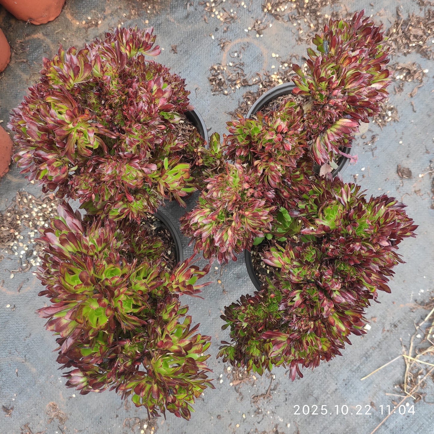 THH094 アエオニウムアルボレウム綴化（15cm pot）