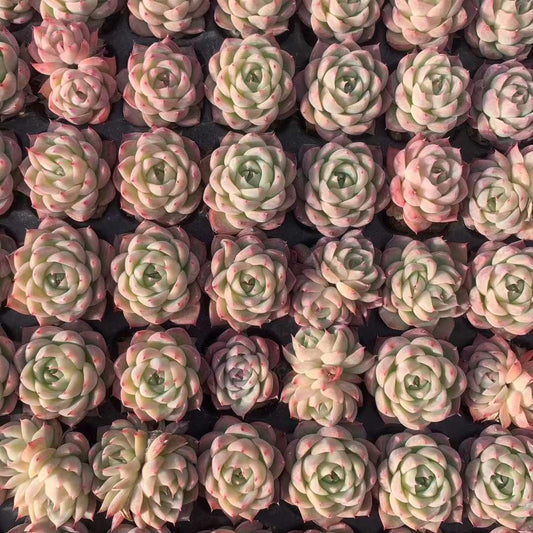 25465 ピンククリスタルローズ