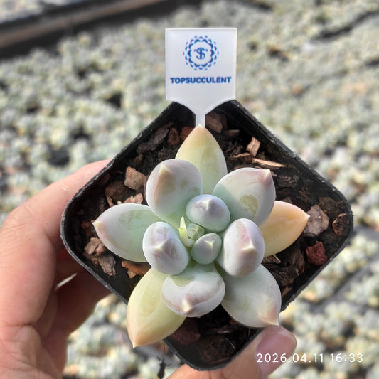 25653 パインコーン ビューティー