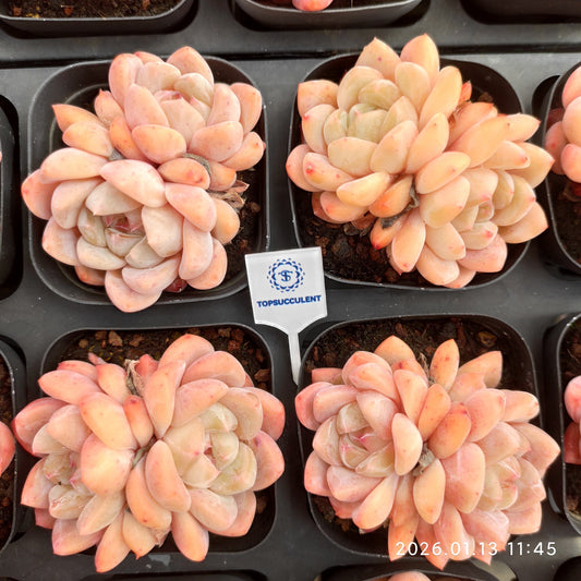 24651 ピンク　モリー