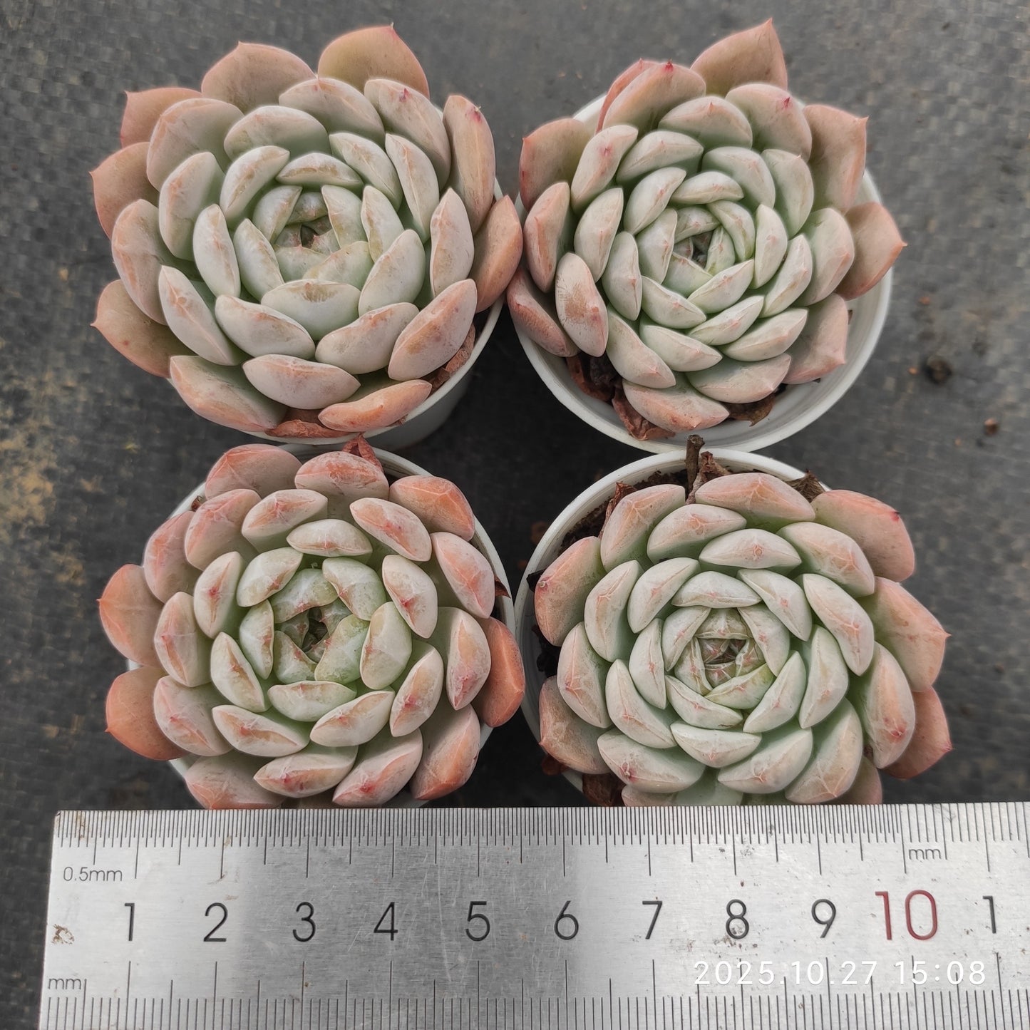 LB080 ドラゴン　クリスタル（5.5cm pot）