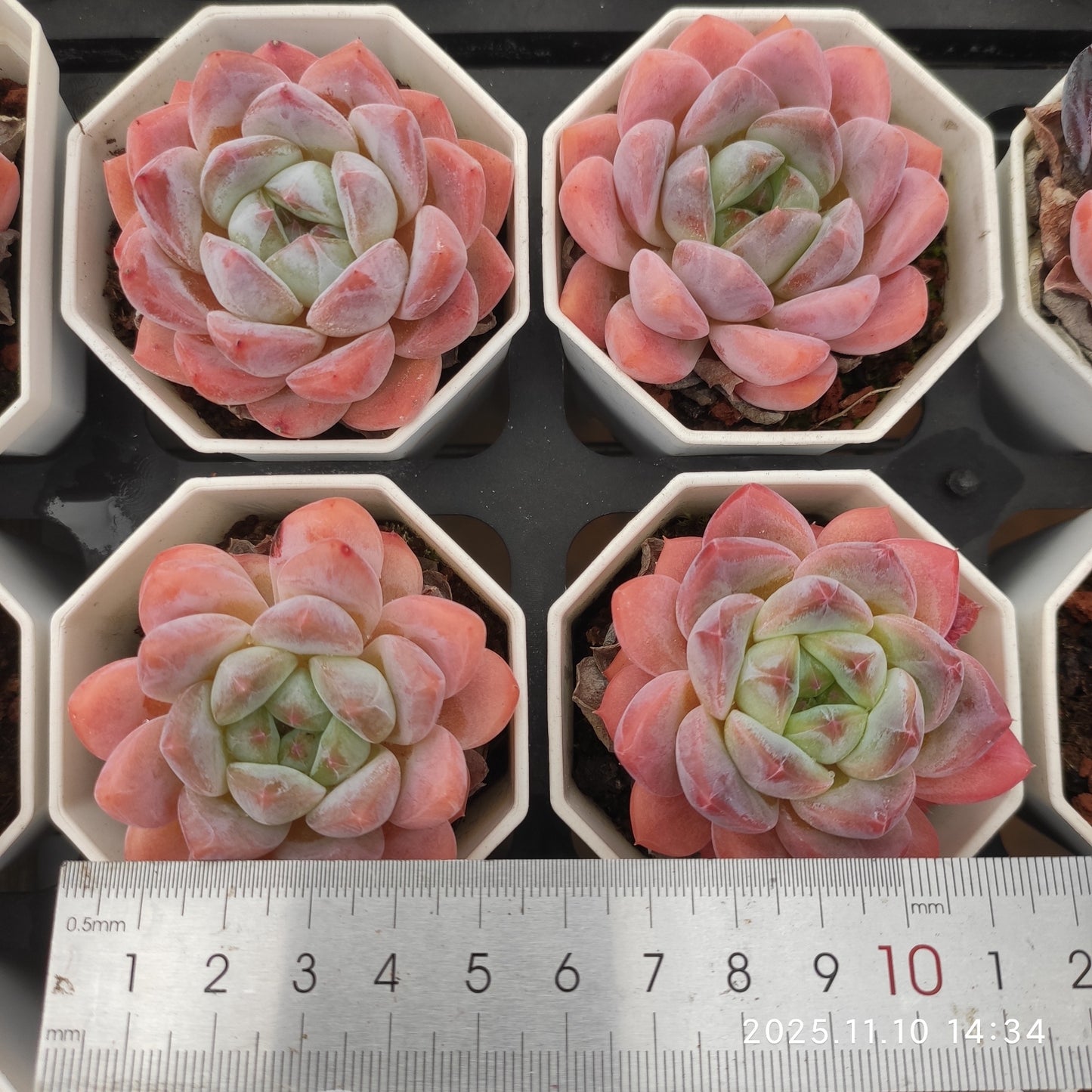 22652  スター　プラス（6.5cm pot）