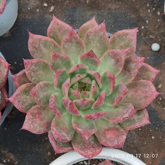 NGN798 アギャボイデズ　ピンク　ダイアモンド（16cm pot）