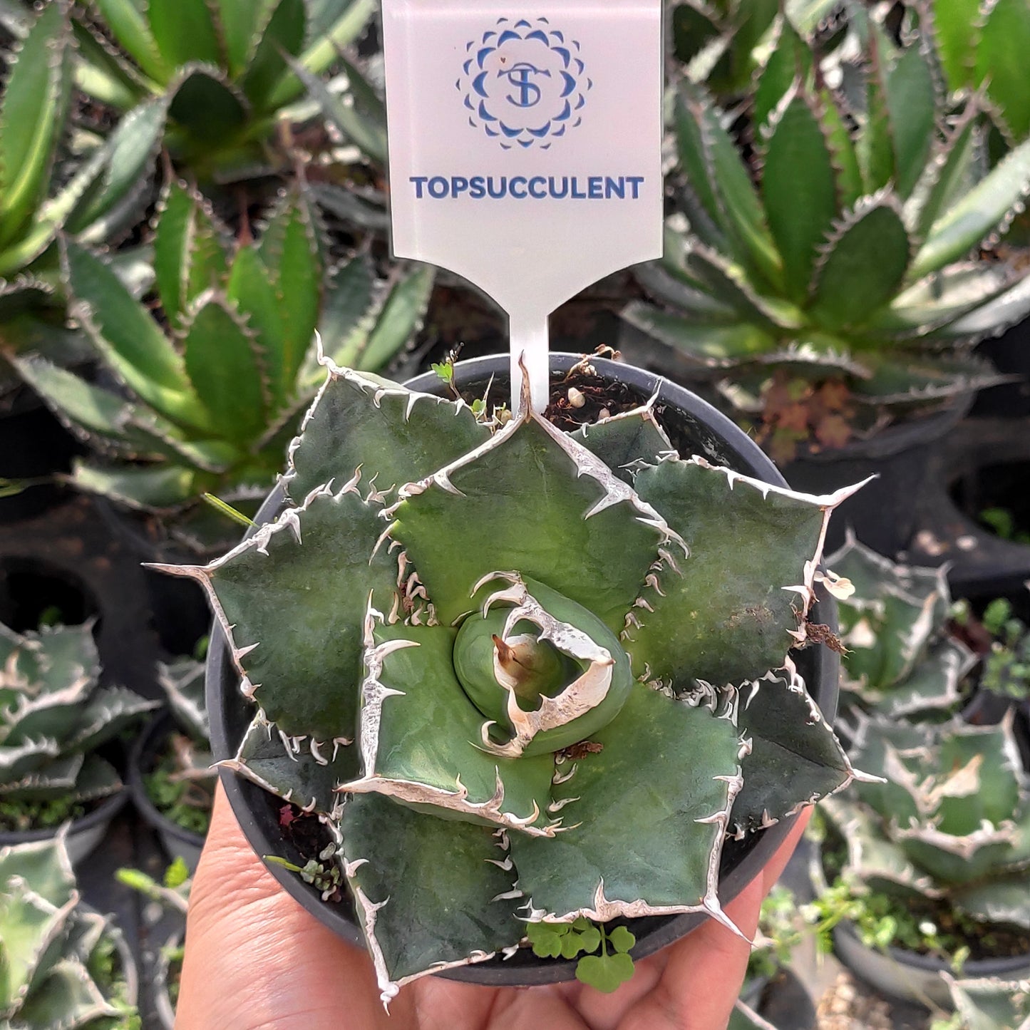 21322 チタノタ　ウィアウルフ