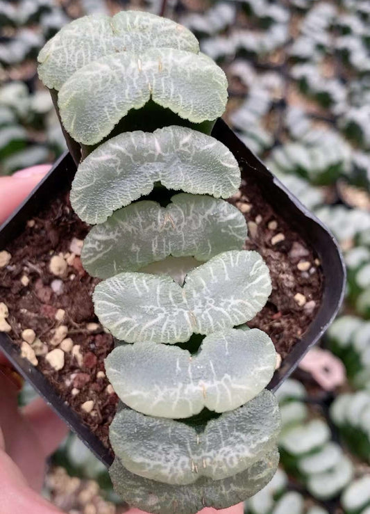 CS378 ハオルチア　大瀑布（7cm pot）