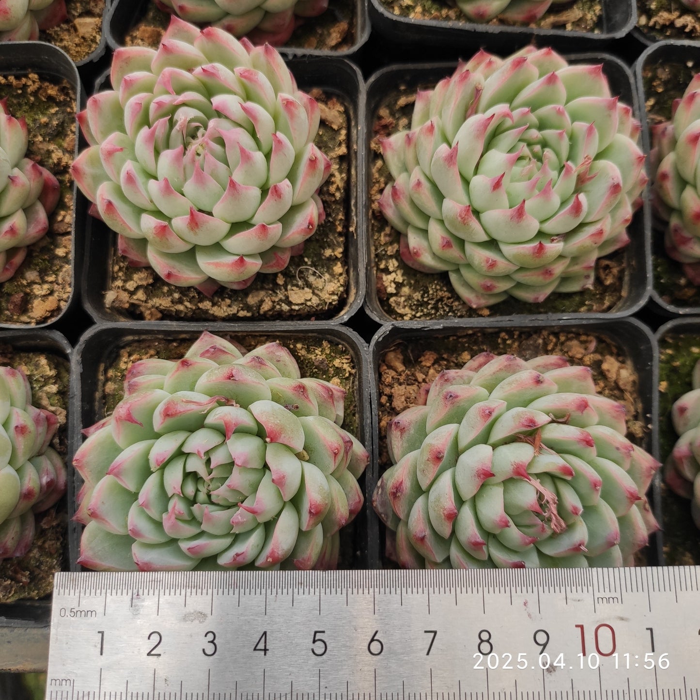 NGN646 ジーター (7cm pot)