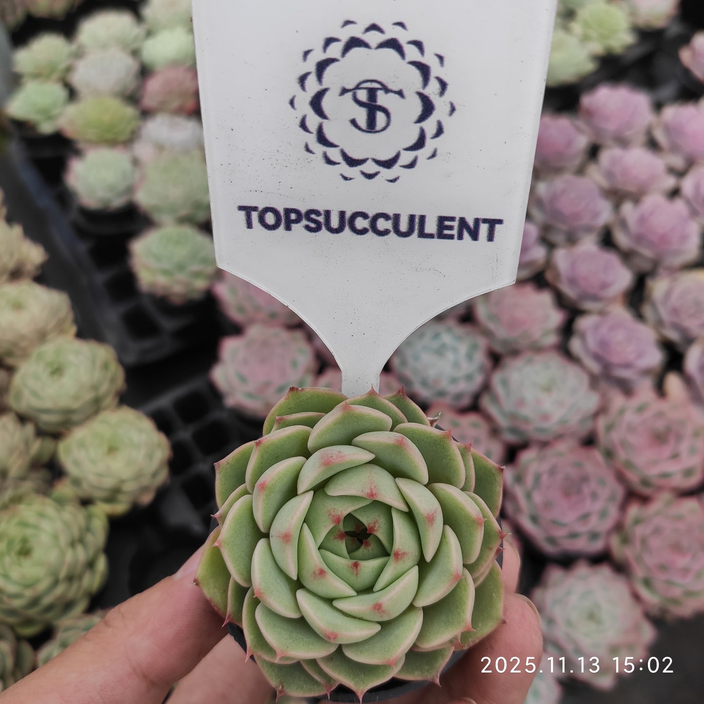 12445 ベンバディス（5.5cm pot）