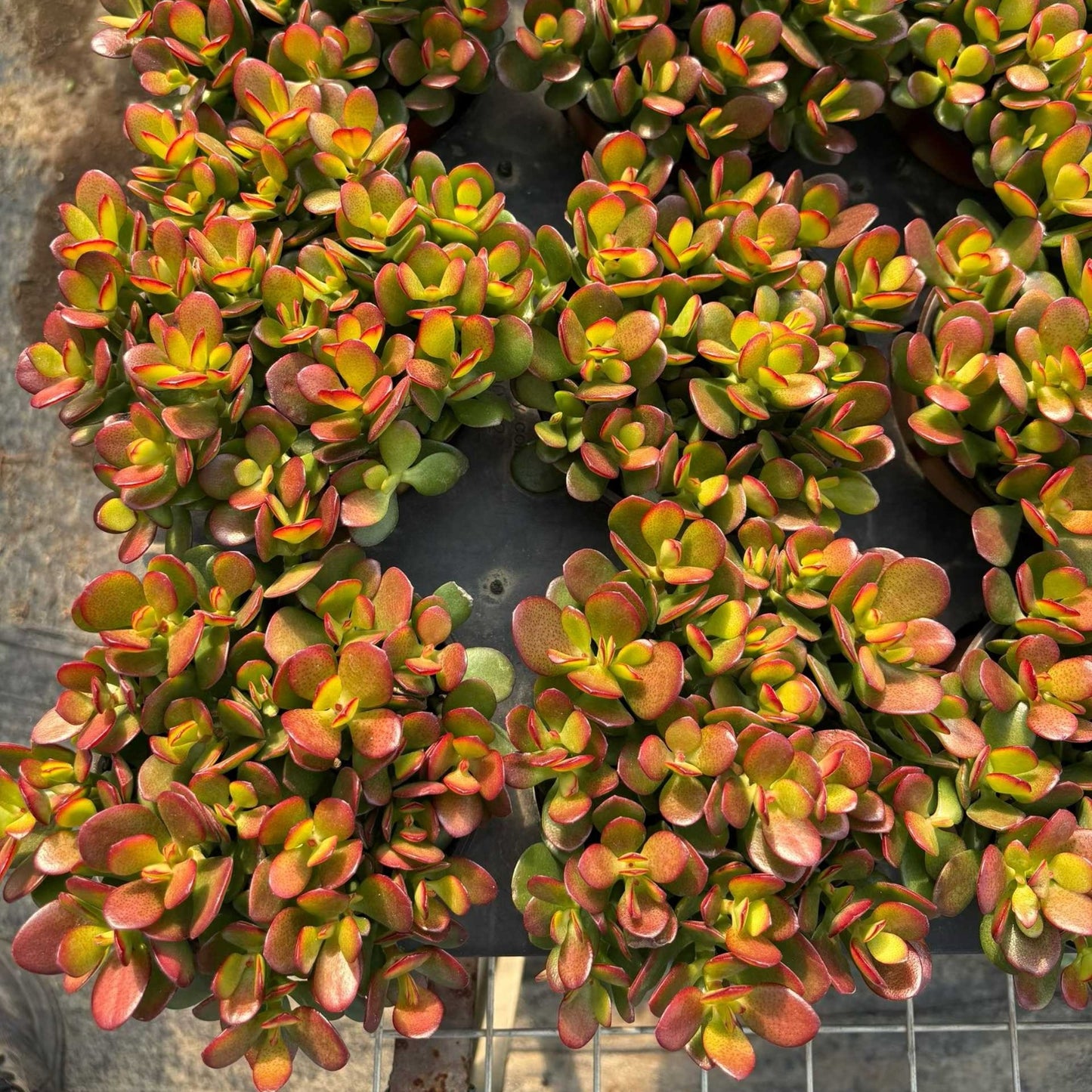 26016 オバッター　ミニマー