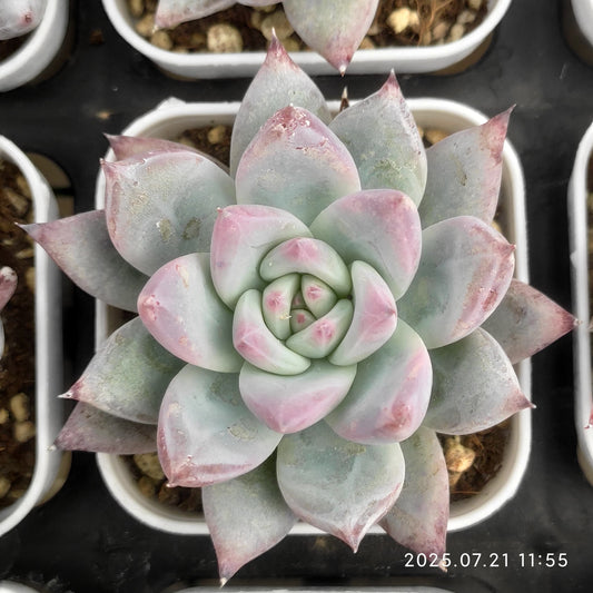 MMY983 ワイルドコロラータ（5.5cm pot）