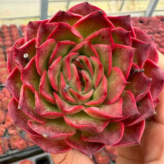 QNY166 クリムズン　ローズ（7cm pot）