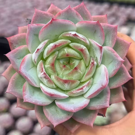 21475 インク　アイス（10cm pot）