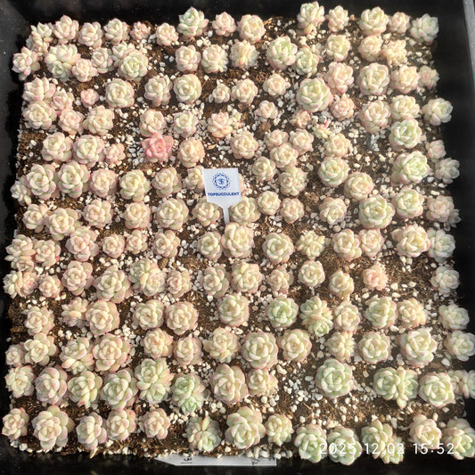 23047 アイス　グリーンHyb（5cm pot）（ポット苗）