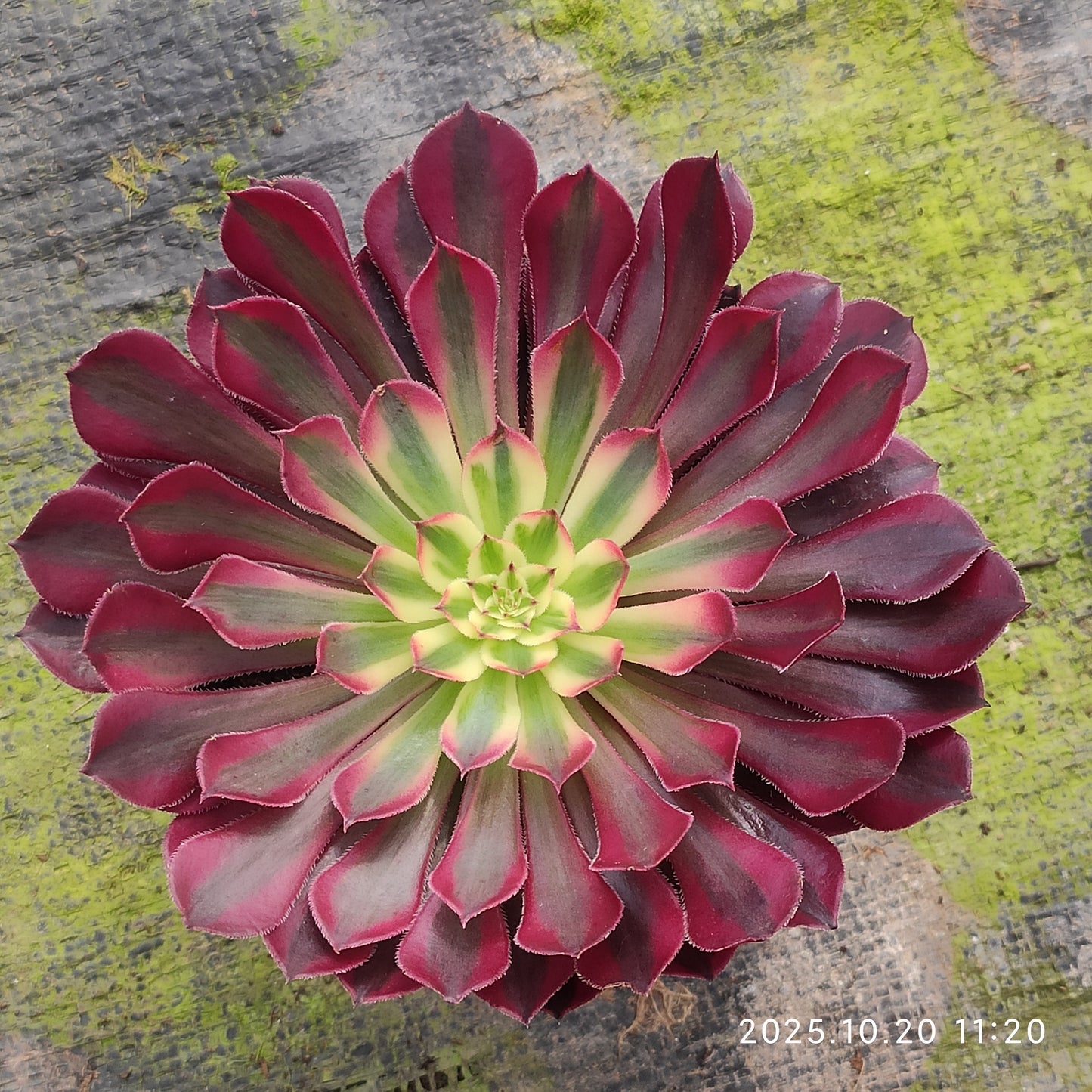 ZXX408 アエオニウム　コッパーポット錦（12cm pot）