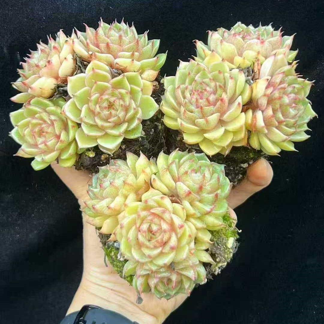 21986 ベンバディス（9cm pot）