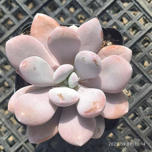 FFH280 ピンクバニー（6.5cm pot）