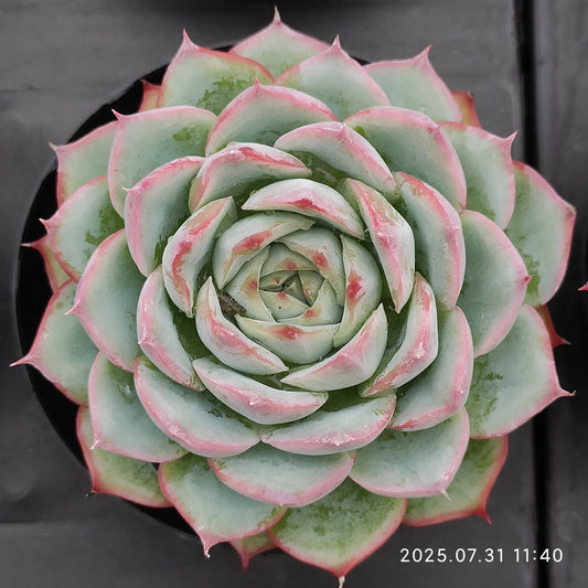 MMT705 シルエット （9cm pot）