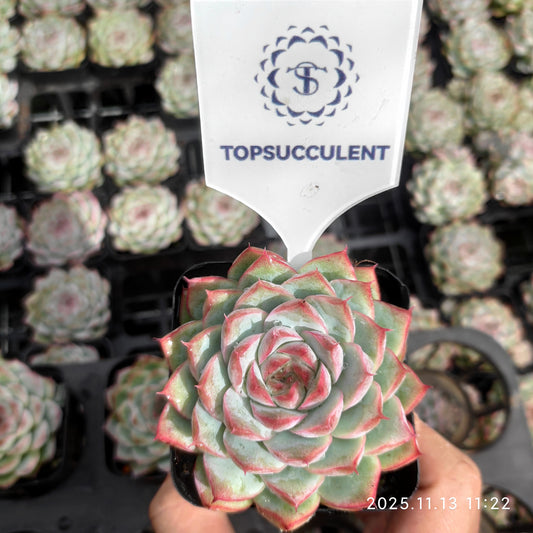 2626 クイーンオブピーチ（7cm pot）