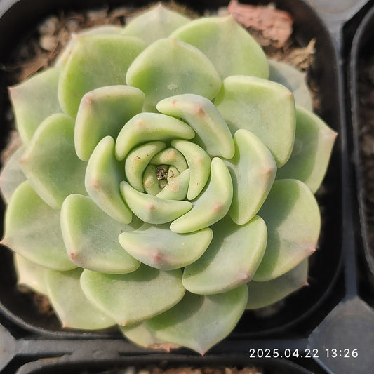 MMY1084 ピンクプリティ錦（6.3cm pot）