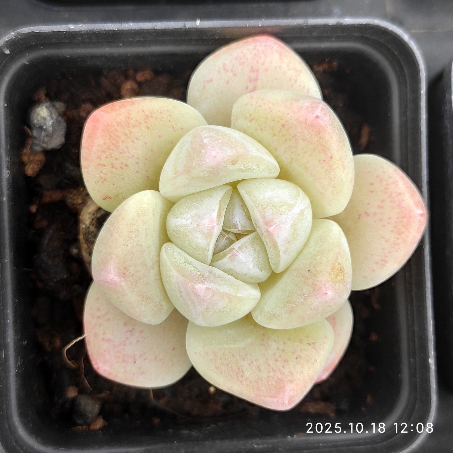 YBB280 アイスグリーン（5.5cm pot）