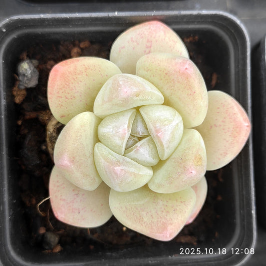 YBB280 アイスグリーン（5.5cm pot）