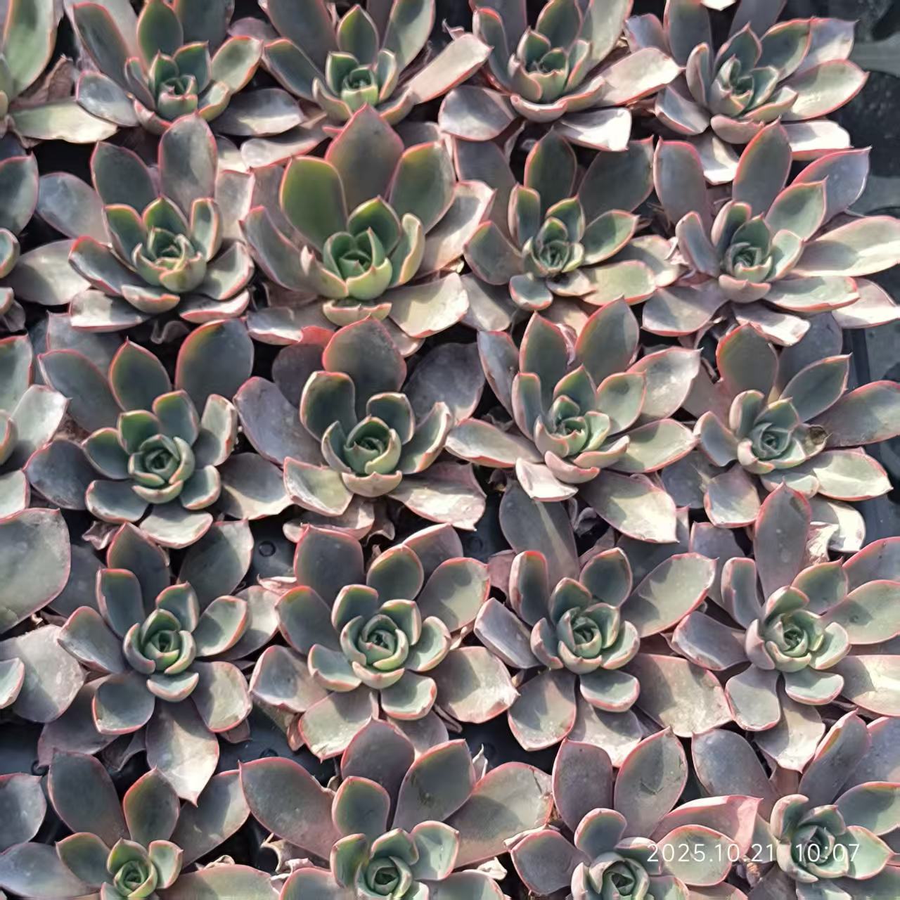 21744  ヘラ（5cm pot）（ポット苗）