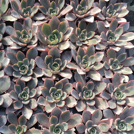 21744  ヘラ（5cm pot）（ポット苗）