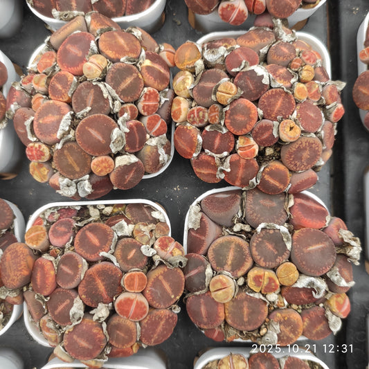 MMY1320-POT 日輪玉（5.5cm pot）