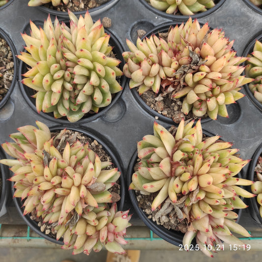 MMY1058 アイクソウル錦綴化(9cm pot)