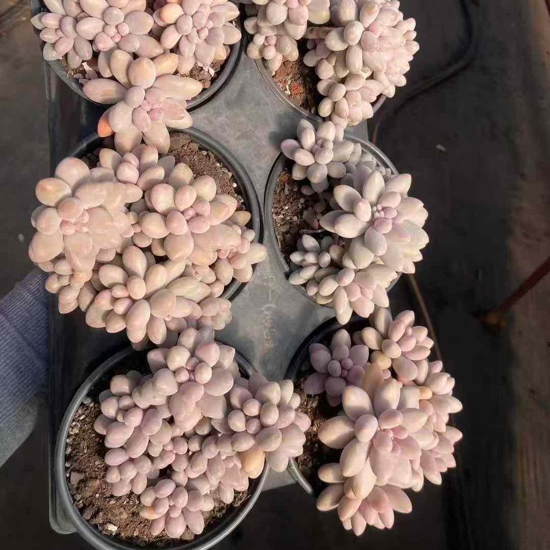 22704 オレンジスノーボール