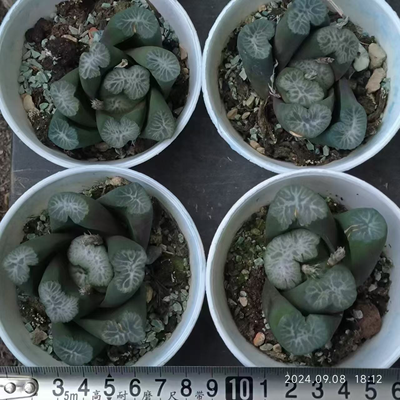 13218 布引又ノビ