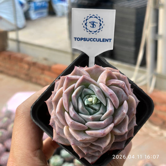 25621 アメイジンググレイス