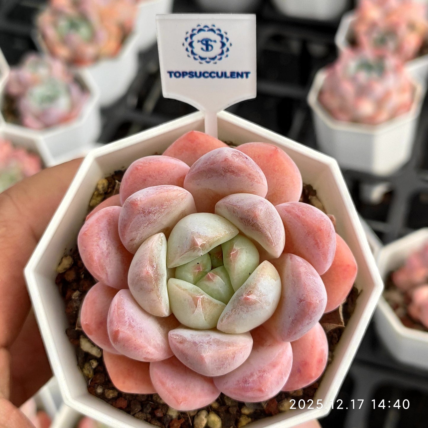 14238 アイスドリーム