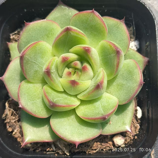 GR409 ムーンストーン（6.5cm pot）