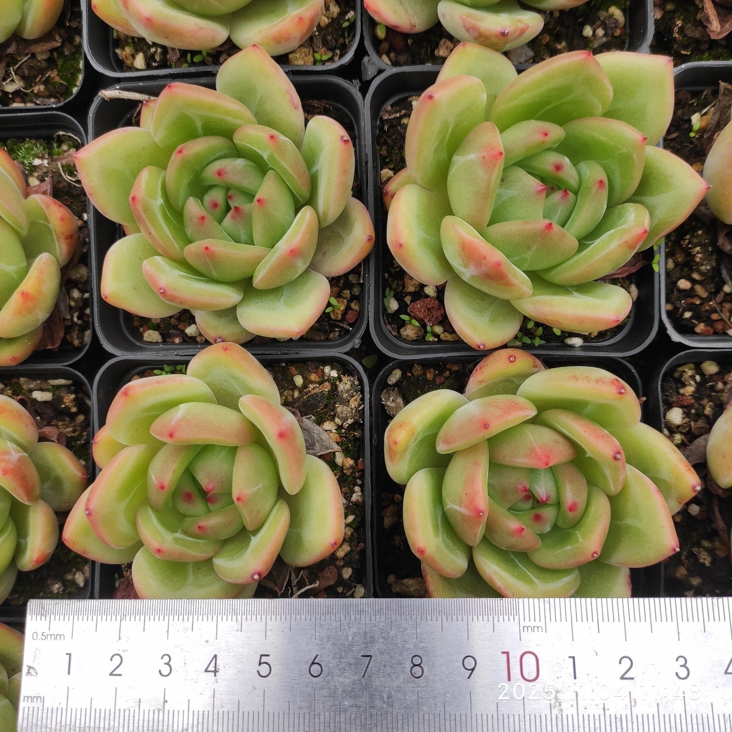 20761 レインボー　ドラゴン（7cm pot）