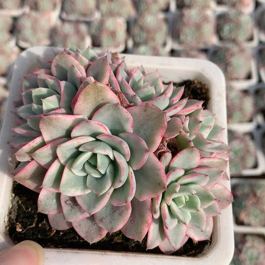 24120 ピーチス＆クリーム錦