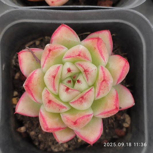 LMM344 ドリームクイーン （6.5cm pot）